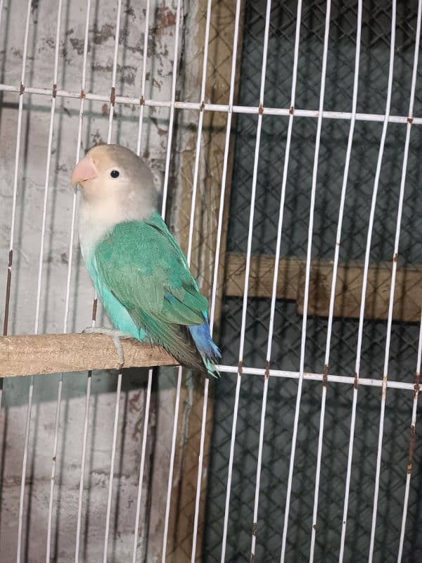 Opline,Albino,Lutino Love Birds 1