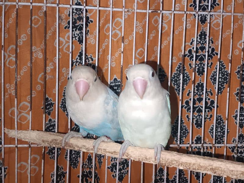 Opline,Albino,Lutino Love Birds 3