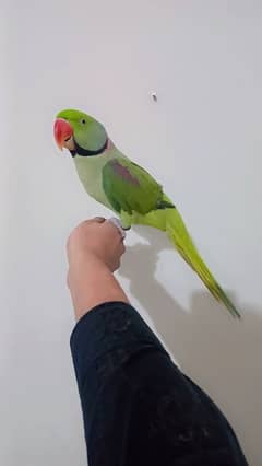 raw parrot