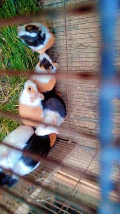 Assalam o Ali kum Guinea pig  female for sale WhatsApp num 03100128288