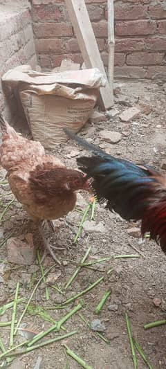 1 Mal and 2 female hens aseel crossing