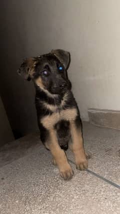 German shepherd