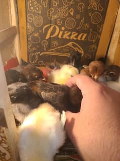 Aseel Chicks For Sale