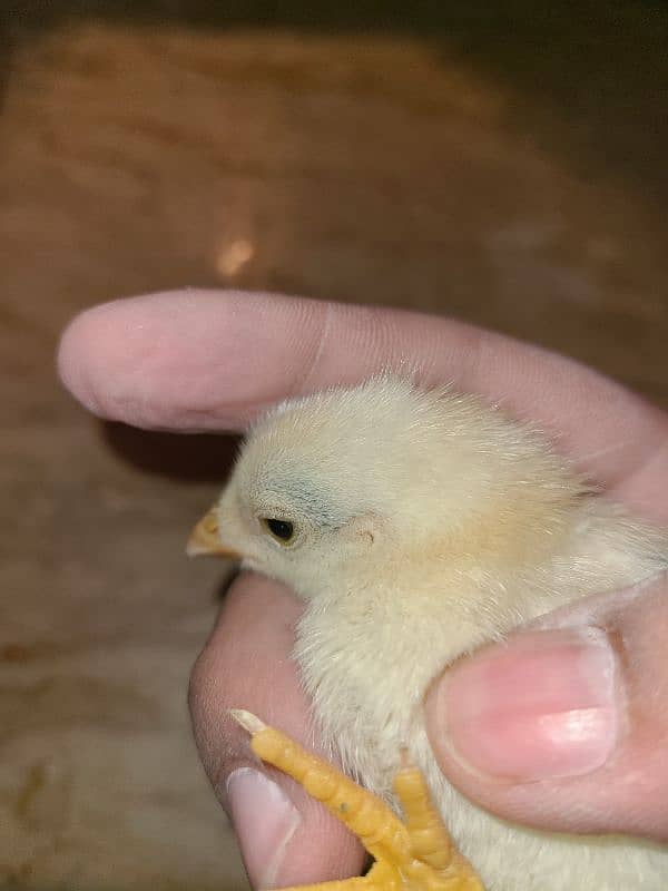 Aseel Chicks For Sale 1