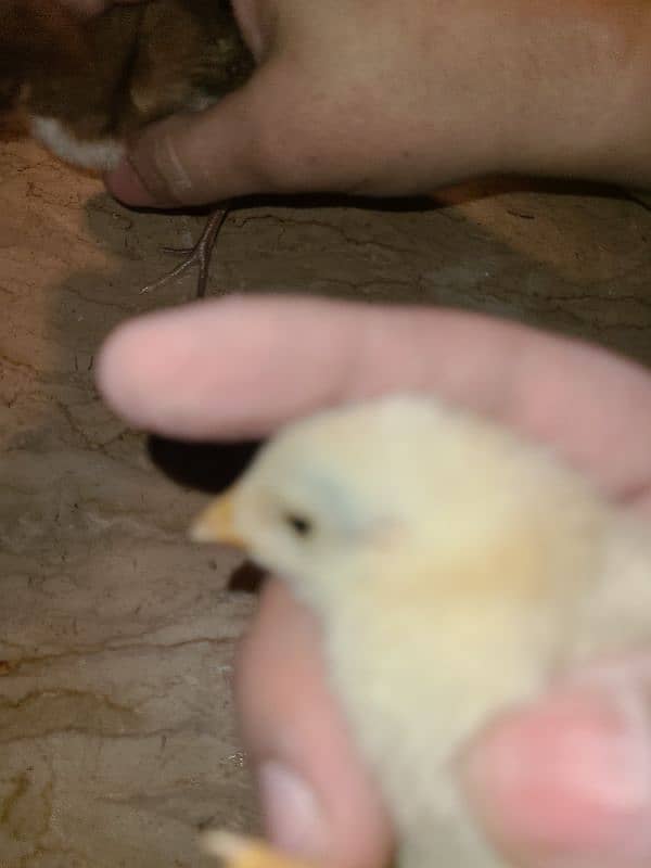 Aseel Chicks For Sale 2