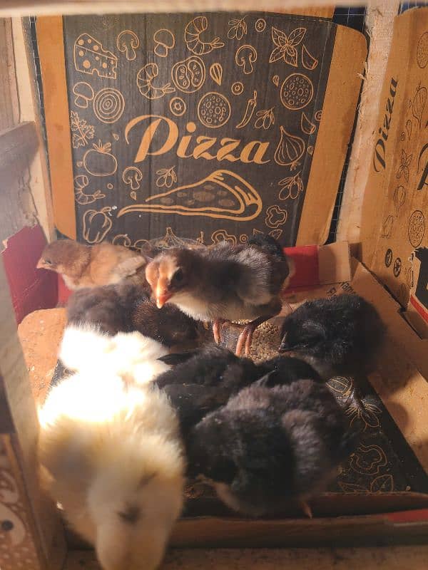 Aseel Chicks For Sale 3