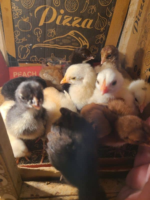 Aseel Chicks For Sale 4