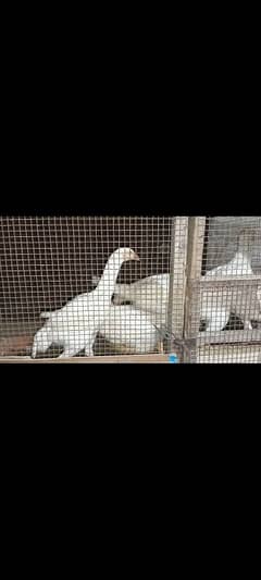 White Shamoo Original Breed 3Months Age