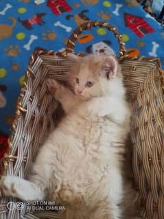 Persian Male Kitten