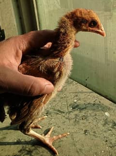 lassan 100% pure aseel chicks/Pure lassani High Quality 3 chicksi