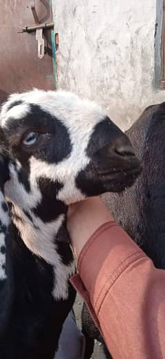 2 female goats bakriyan for sale