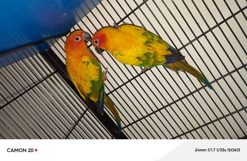 sun conure pair 03234586913 0