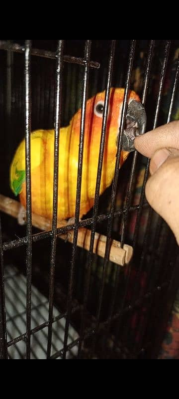 sun conure pair 03234586913 1