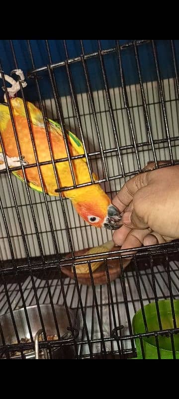 sun conure pair 03234586913 2