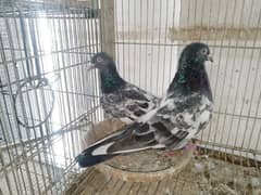 breeder pigeon pair  madiyan available