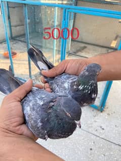 breeder pigeon pair  madiyan available