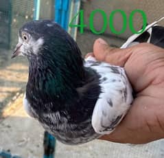 breeder pigeon pair  madiyan available