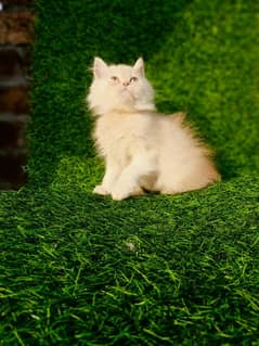 blue eyes male kittens