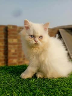 blue eyes male kittens