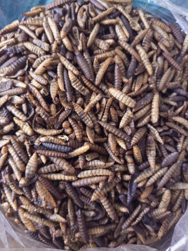 Dried BSF Larva Worms 0