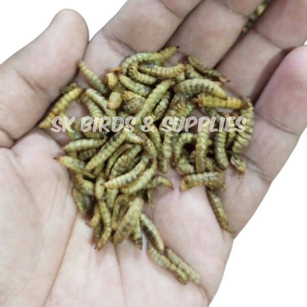 Dried BSF Larva Worms 1