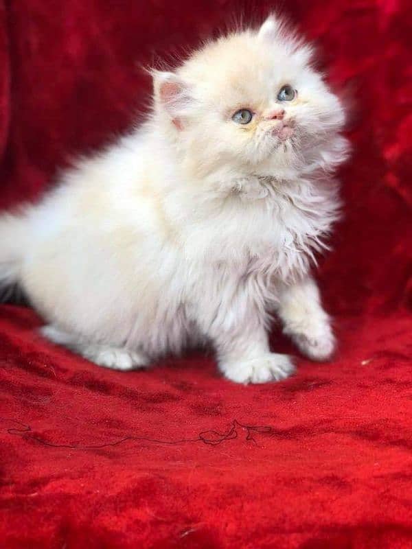 Persian kitten 3