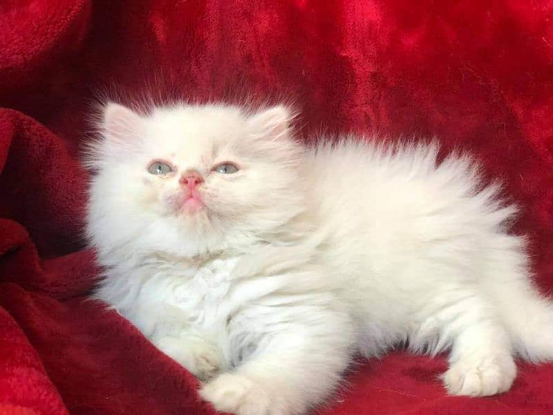 Persian kitten 4