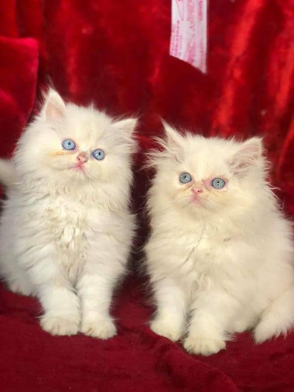 Persian kitten 7