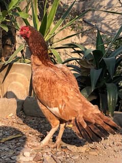 out class female available for sale