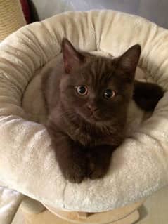 AUTHENTIC BRITISH SHORTHAIR, RARE COLOR,HEALTHY PLAYFUL,GREAT WITH ALL