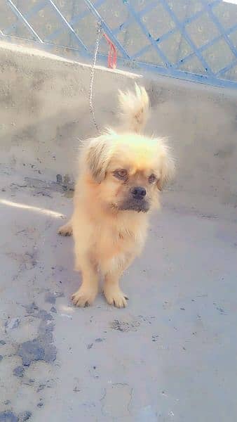 pignice dog male sale excheng b ho jahy ga 03135105229 0