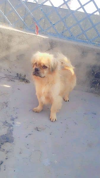 pignice dog male sale excheng b ho jahy ga 03135105229 1