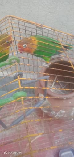 lovebird and astialian female