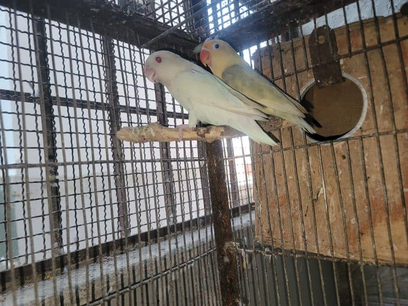 Some lovebirds for sale 2