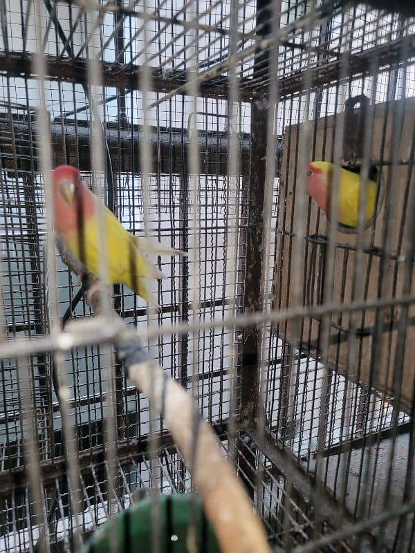 Some lovebirds for sale 3