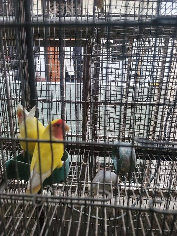 Some lovebirds for sale 4