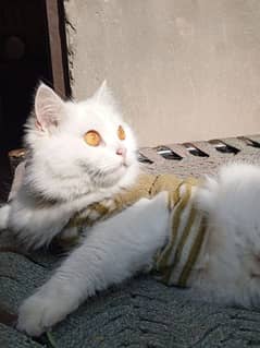 Persian cat for sale age 2 year really beautiful and  0332 0650072 cat