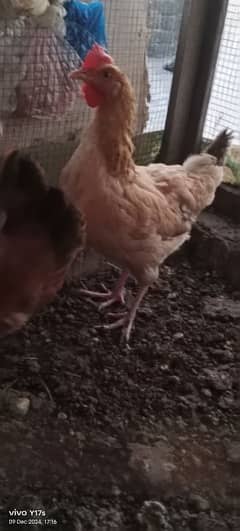 golden misri egg ling females available 03129929924