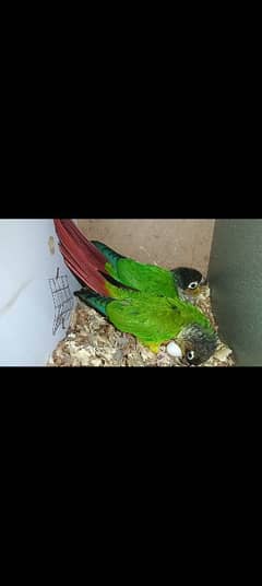 yellow sider conure breeder pair with egg box and cage