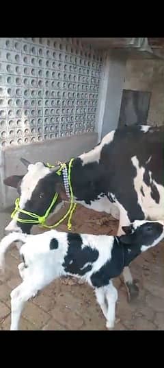 cow pure jersey ferzion sath washe