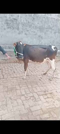 cow