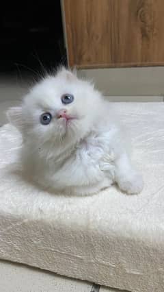 Persian Triple Coated Female