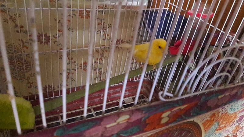 singing canari for sale 2