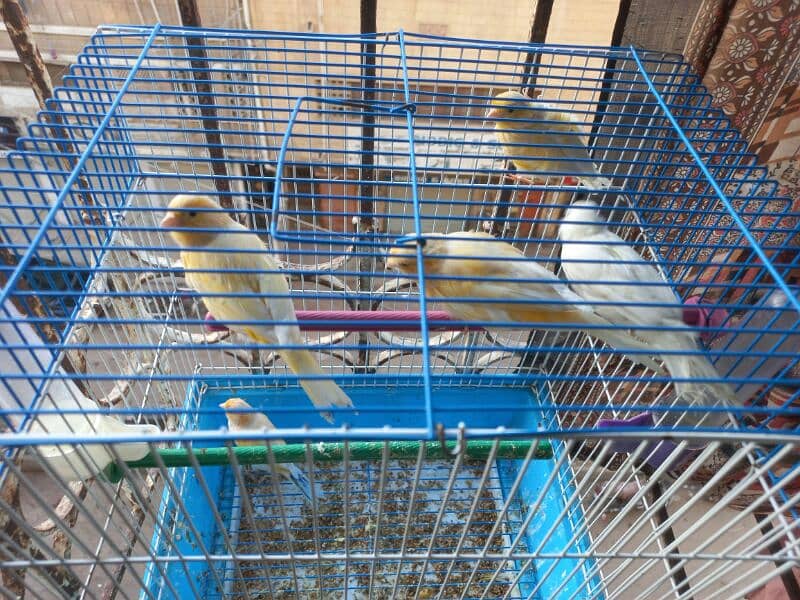 singing canari for sale 3