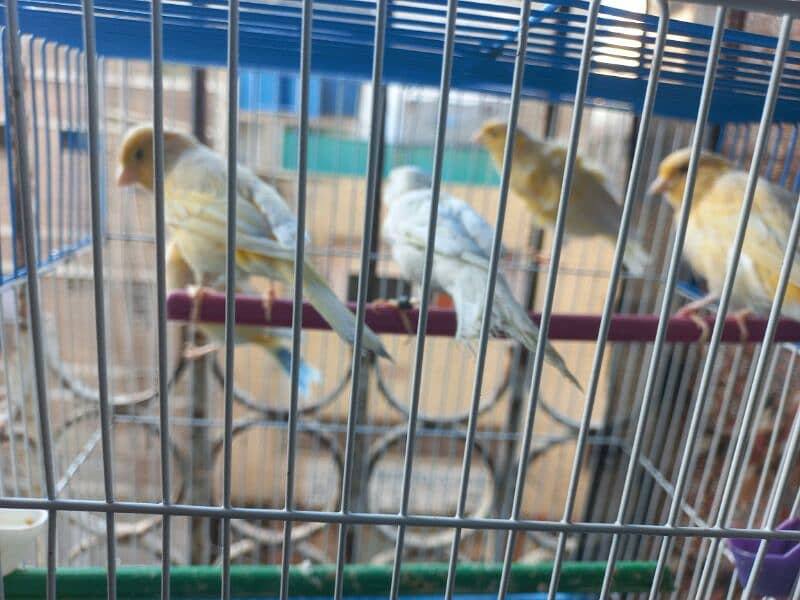 singing canari for sale 4