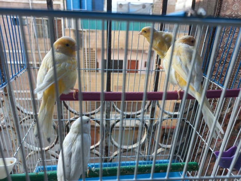 singing canari for sale 5