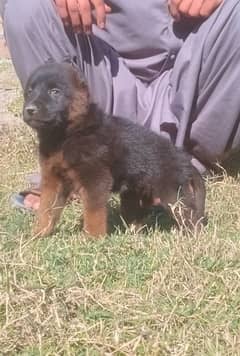 German shepherd puppies  / german shepherd dog  / 03188834800