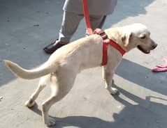 Labrador dog for sale