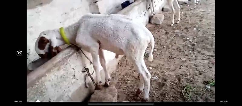 Qurbani or shoq k leye 2