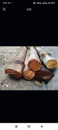 Sumbal Tree & Dharakh wood for urgent sale